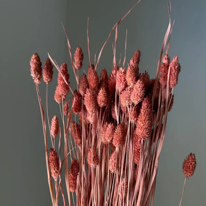 Lesknica Phalaris prifarbená do staroružova — zložka do sušených kytíc