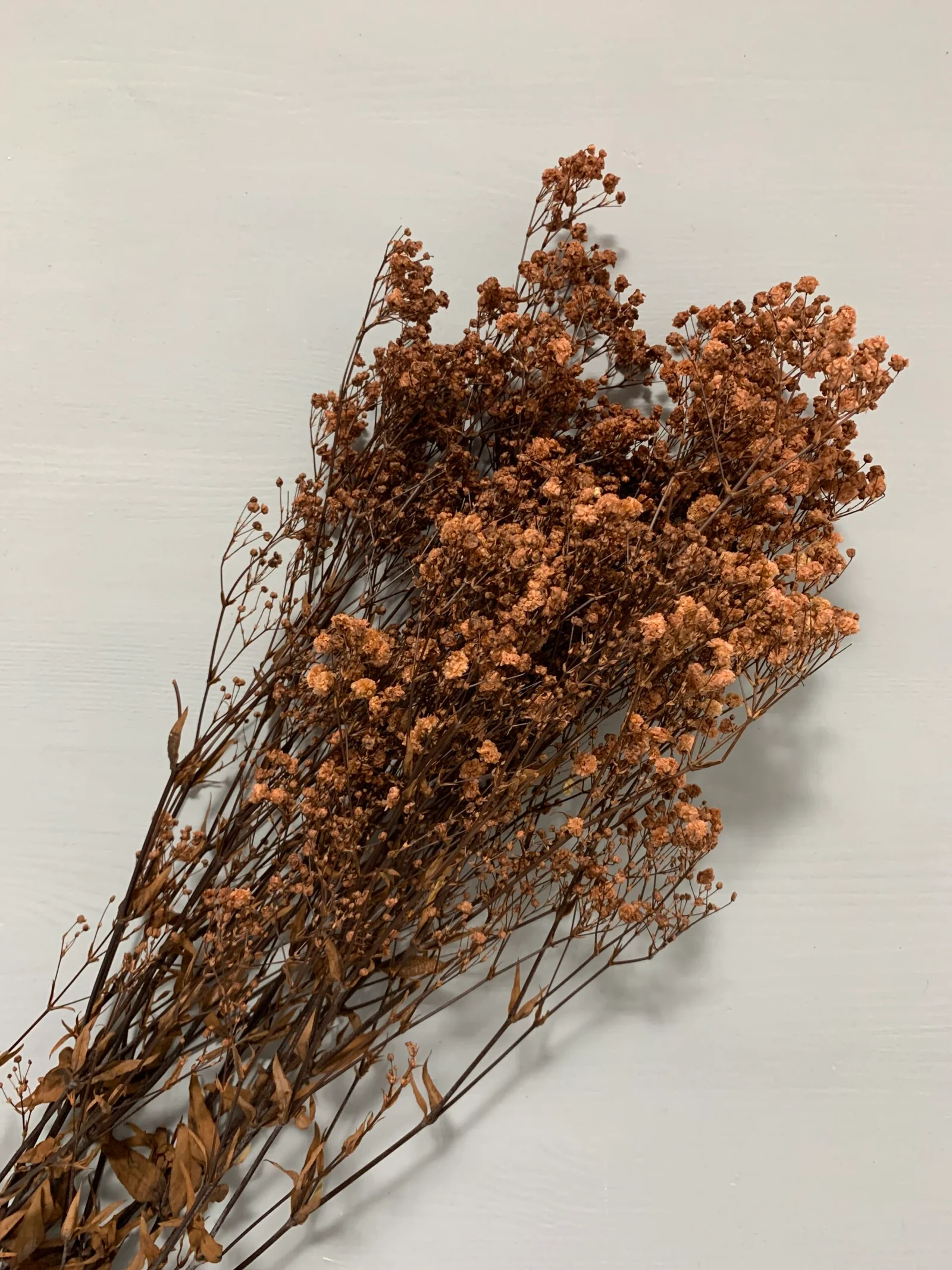Broom bloom — drobnokveté metličky v škoricovej farbe — zložka do kytíc